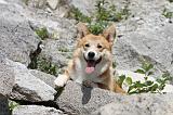 CORGI PEMBROKE 482